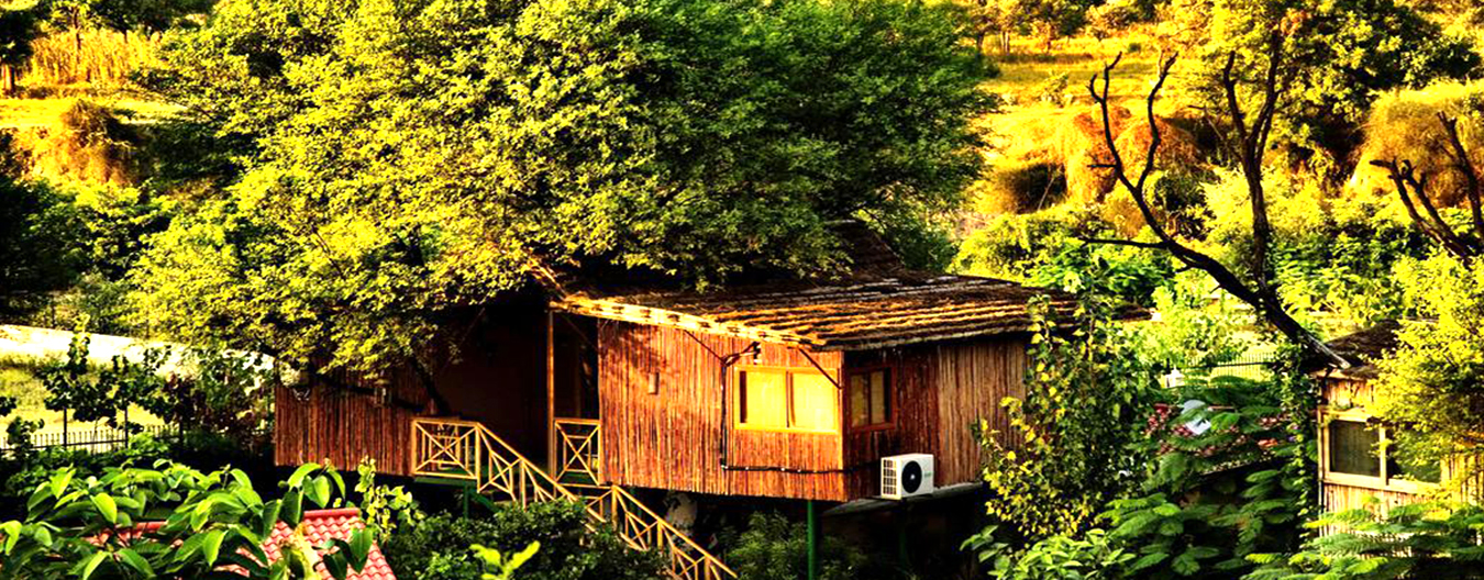 Tree House Jaipur